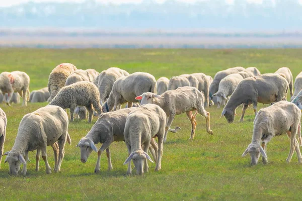 一群羊，田野里的羊 — 图库照片