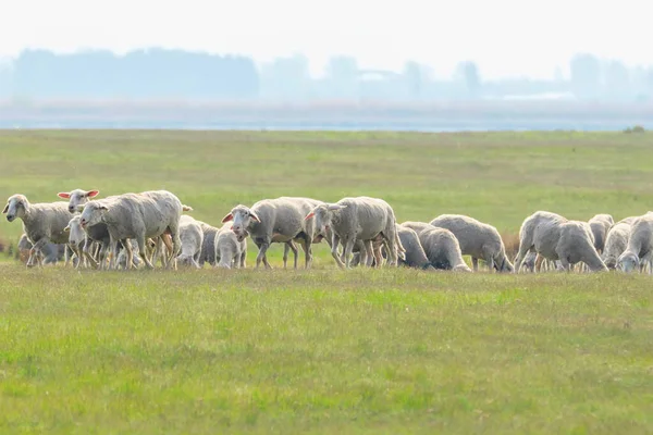 Flock av får, får på fältet — Stockfoto