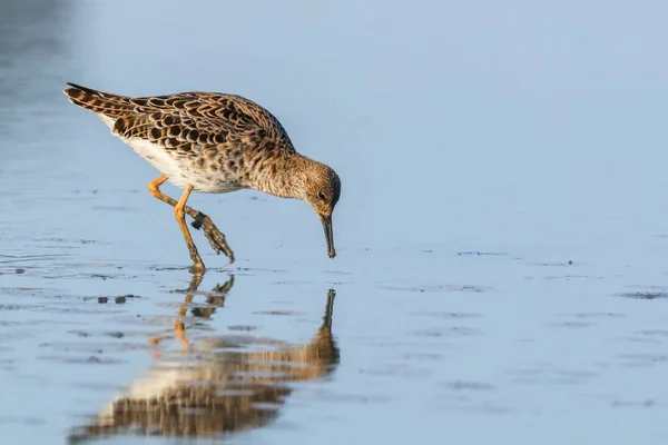 Aves aquáticas (Philomachus pugnax) Ruff in water — Fotografia de Stock