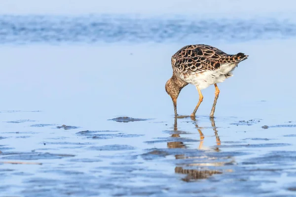 Aves aquáticas (Philomachus pugnax) Ruff in water — Fotografia de Stock