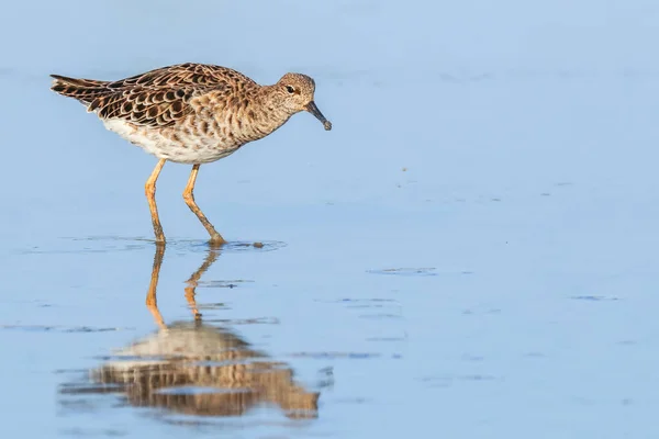 Kör alakú vízimadár (Philomachus pugnax) Kötél vízben — Stock Fotó