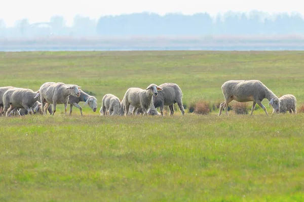 Flock av får, får på fältet — Stockfoto