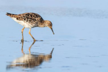 Ruff su kuşu (Philomachus pugnax) Suda yakut