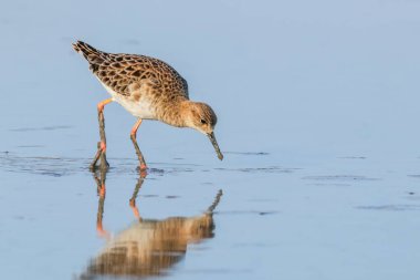 Ruff su kuşu (Philomachus pugnax) Suda yakut
