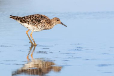 Ruff su kuşu (Philomachus pugnax) Suda yakut