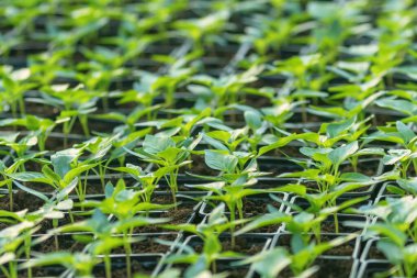 Biber fidesi, biber, Bahar fidan genç yapraklar. Spr