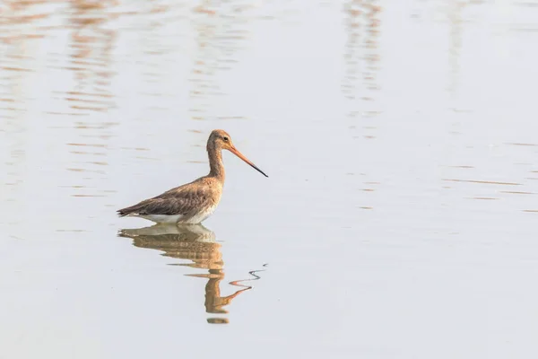 Black Tail Godwit (Limosa limosa) Wader Bird Foraging in shall — Fotografia de Stock