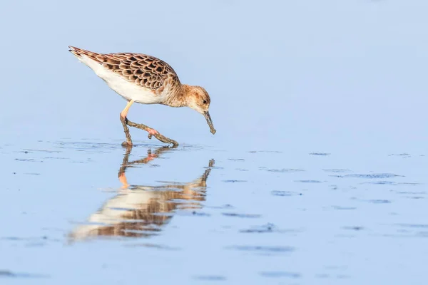 水鸟（Philomachus pugnax）水鸟 — 图库照片