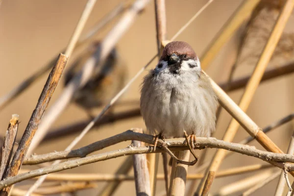 나뭇가지에 앉아 있는 나무 참새 (Passer montanus) 가까이 서 있다 — 스톡 사진