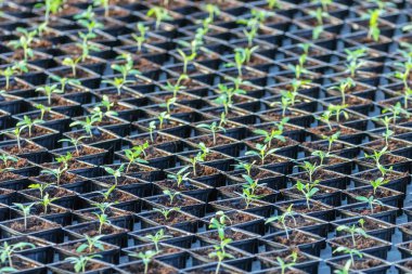 Filiz domates. Saksı domates fidesi yeşil yaprakları.