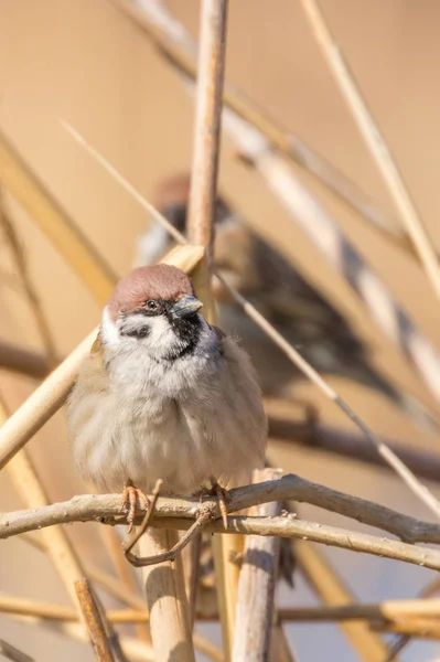 나뭇가지에 앉아 있는 나무 참새 (Passer montanus) 가까이 서 있다 — 스톡 사진