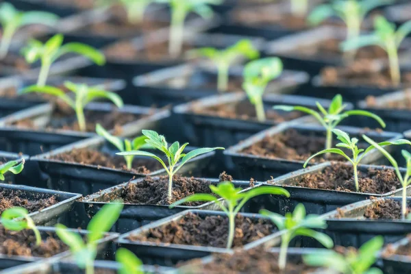 Gekeimte Tomaten. Tomatensetzlinge grüne Blätter. — Stockfoto