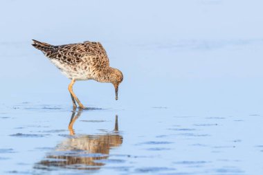 Ruff su kuşu (Philomachus pugnax) Suda yakut