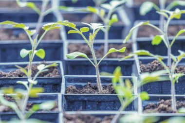 Domates lahanası sera, domates, saksı domates Seedli Filiz