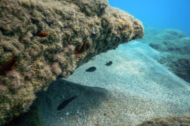 Deniz Yaşamı Su Altında Kayalar Güneş Işığı Altında Yaşam