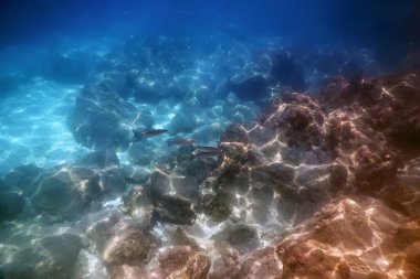 Denizin Altında, Sualtında Yaşam, Suyun Altında Balık Güneş Işığı