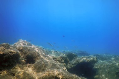 Denizin Altında, Sualtında Yaşam, Suyun Altında Balık Güneş Işığı