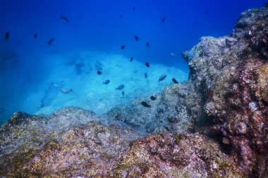 Denizin Altında, Sualtı Sahnesi Güneş Işığı, Su Altında Balık Yaşamı.