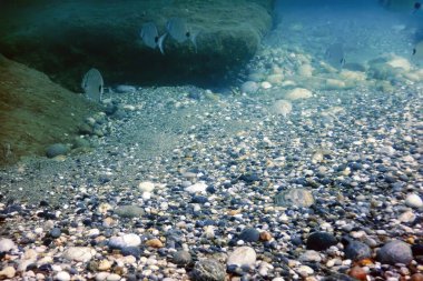 Sualtı Sahnesi Güneş Işığı, Su altı Hayatı.