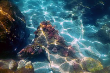 Denizin Altında, Sualtı Sahnesi Güneş Işığı, Su Altında Balık Yaşamı.