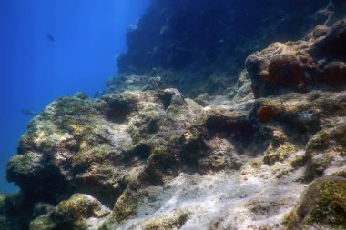 Deniz Yaşamı Su Altında Kayalar Güneş Işığı Altında Yaşam