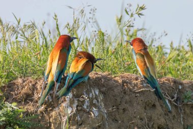 Avrupa Arı Yiyen (Merops Apiaster))