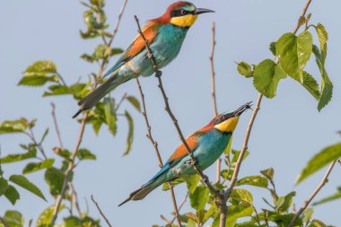 Avrupa Arı Yiyen (Merops Apiaster))