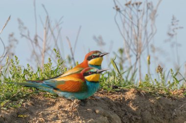 Avrupa Arı Yiyen (Merops Apiaster))