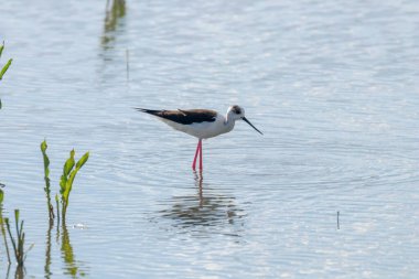 Kara Kanatlı Stilt Sığ Suda (Himantopus himantopus)