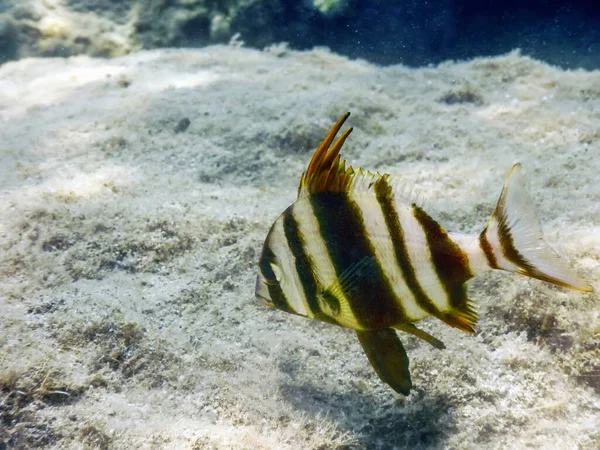 Cantarilho Mar Subaquático Pagrus Auriga Sob Mar Bela Peixe — Fotografia de Stock