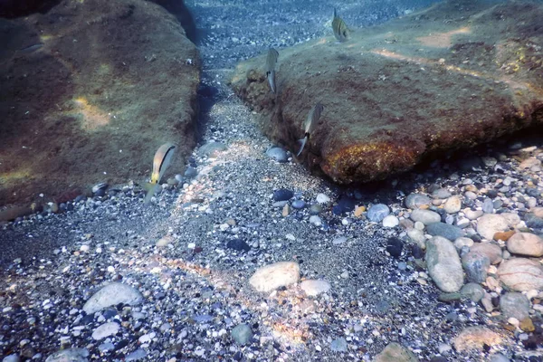 Underwater Scene Sunlight Fish Underwater Life — Stock Photo, Image