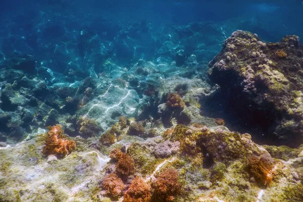 Życie Morskie Podwodne Skały Światło Słoneczne Życie Podwodne — Zdjęcie stockowe