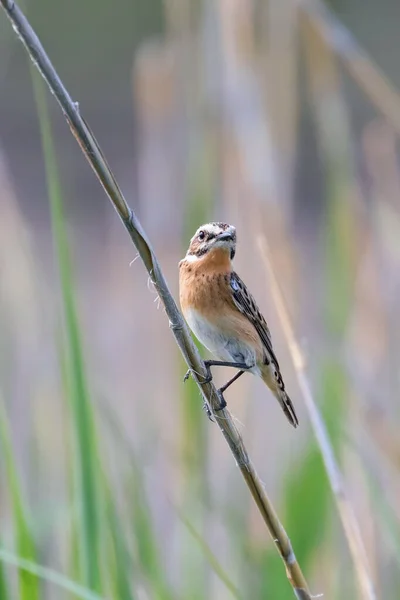 Whinchat Female Reed Saxicola Rubicola — 스톡 사진