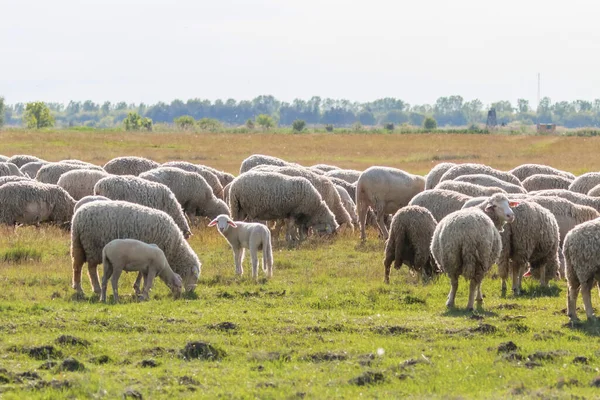 Troupeau Moutons Moutons Sur Terrain — Photo