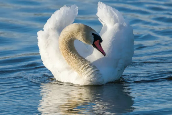 Masculino Mudo Cisne Natação — Fotografia de Stock