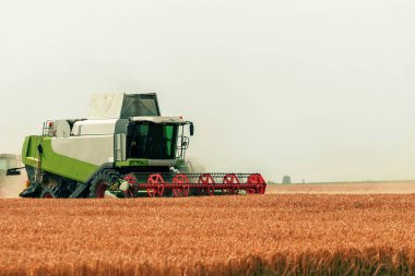 Buğday tarlasında çalışan hasat makinesini birleştirin. Buğday hasat ediyorum..