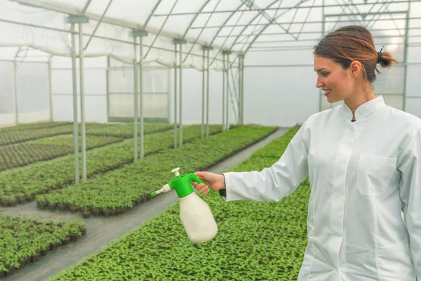 Young Seedlings Growing Greenhouse Young Woman Watering Seedlings Greenhouse Spray — Stock Photo, Image