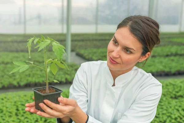 Woman Holding Potted Plant Greenhouse Nursery Seedlings Greenhouse — Stock Photo, Image