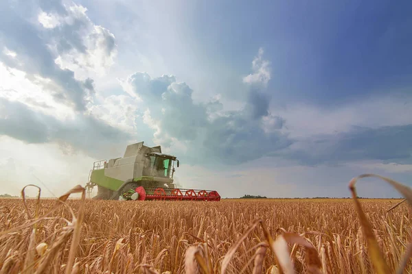 Buğday tarlasını birleştirmek. Sahada çalışmayı birleştir.