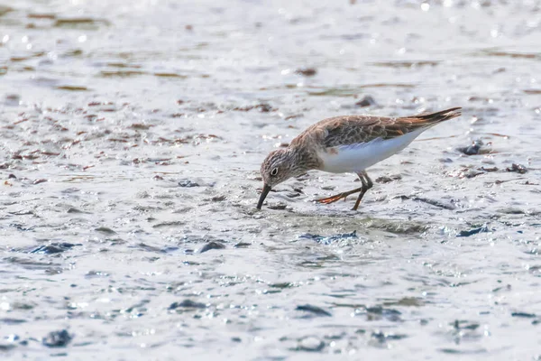 Bécasseau Oiseaux Aquatiques Bécasseau Commun Actitis Hypoleucos — Photo