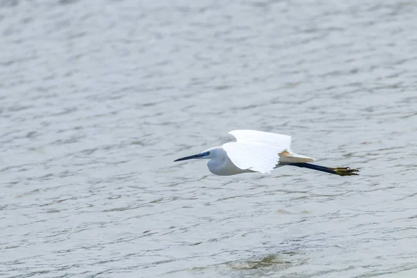 Pequeno Egret Voo Egretta Garzetta Pequeno Garça Branca — Fotografia de Stock