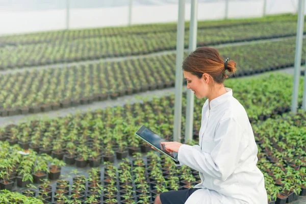 Crescimento Mudas Estufa Engenheira Agrícola Feminina Usando Tablet — Fotografia de Stock