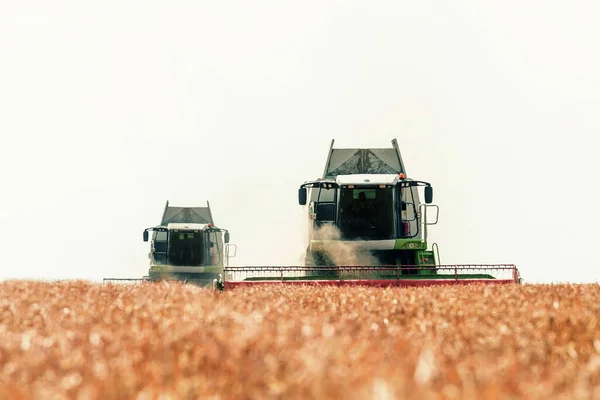 Gabungan Pemanen Yang Bekerja Ladang Gandum Memanen Gandum — Stok Foto