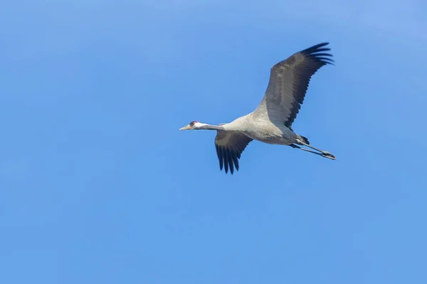 飛行青で一般的なクレーンの空 タンチョウ丹頂 — ストック写真