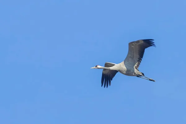 Guindaste Comum Voo Céu Azul Grus Grus Migração — Fotografia de Stock