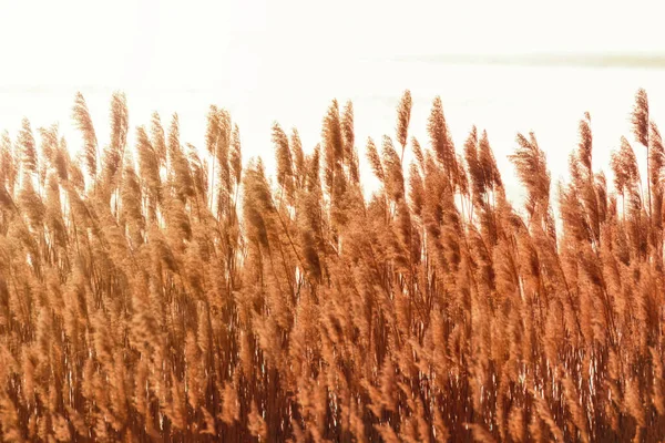 Suchy Reed Pochyla Się Nad Wodą Zachód Słońca Nad Rzeką — Zdjęcie stockowe