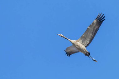 Bayağı turna uçuş mavi gökyüzü (Grus grus) geçiş 