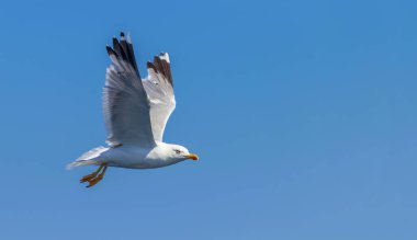 Büyük siyah martı denizin üzerinde uçuyor.