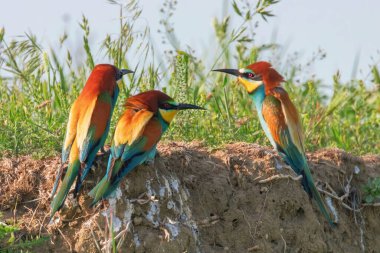 Avrupa Arı Yiyen (Merops Apiaster))