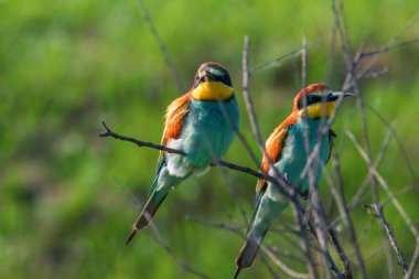 Avrupa Arı Yiyen (Merops Apiaster))